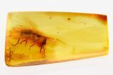 Detailed Fossil Termite (Isoptera) In Baltic Amber #278889-1